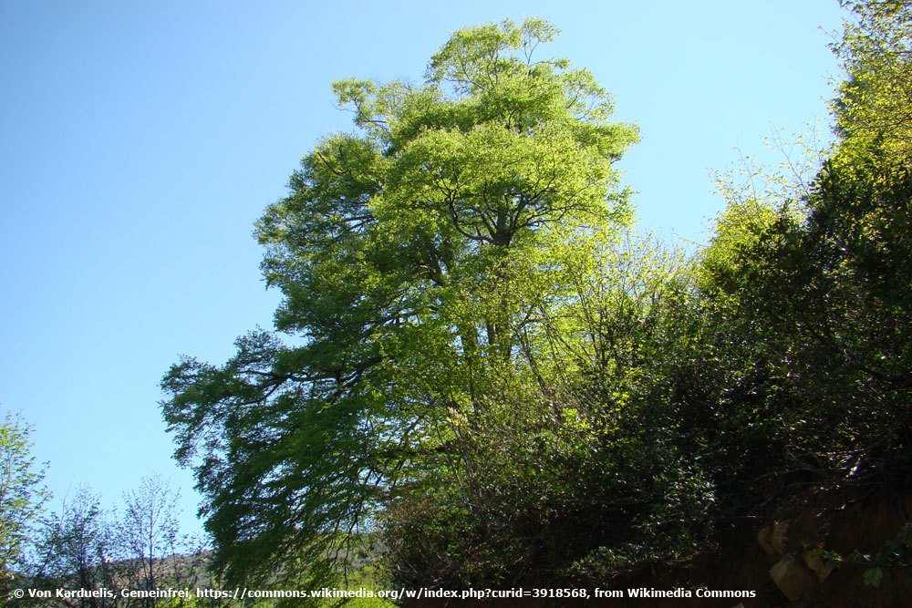 Orientbuche, fagus orientalis