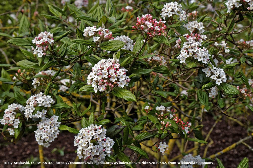 Osterschneeball, Viburnum burkwoodii