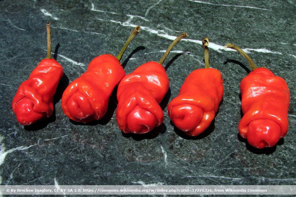 Chili 'Peter Pepper'