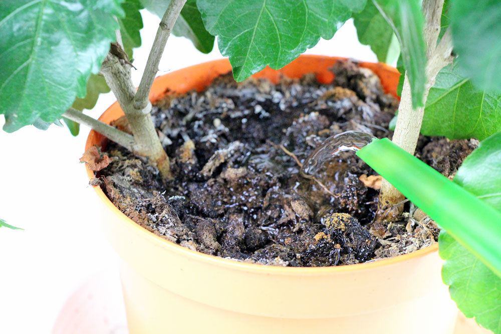 Pilze in der Blumenerde: was tun? Sind sie gesundheitsschdlich?