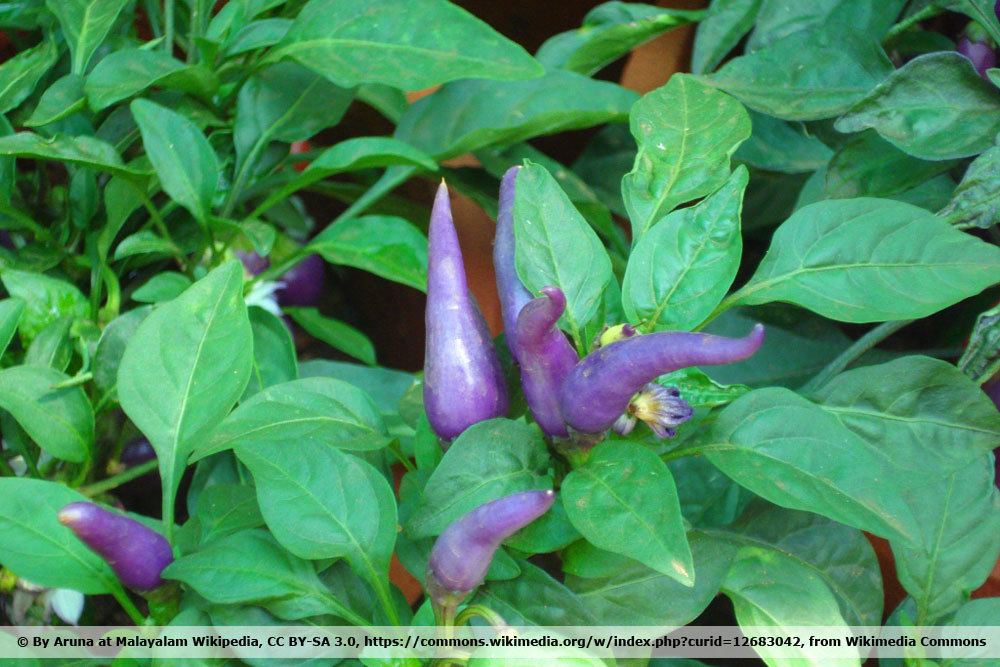 Chili 'Purple Cayenne'