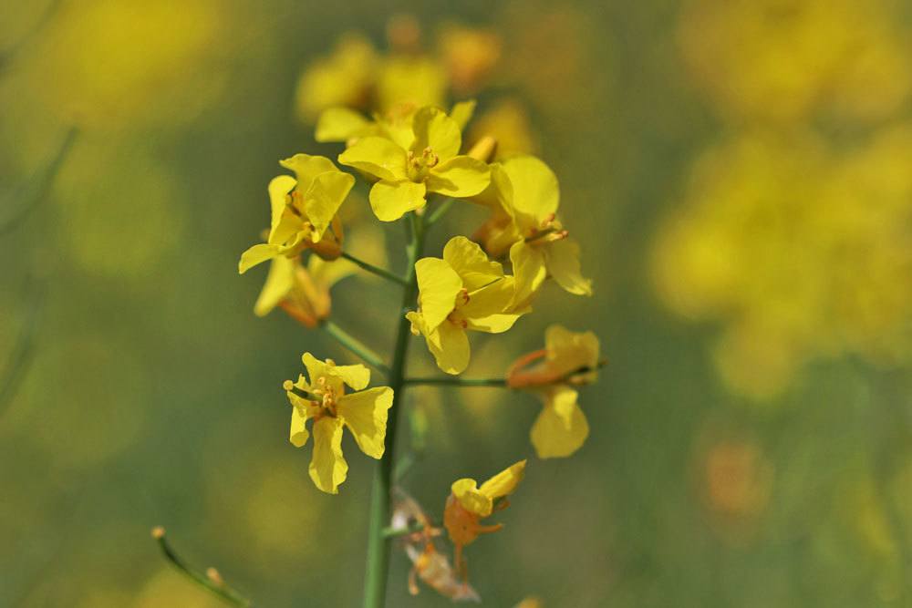 Raps, Brassica napus