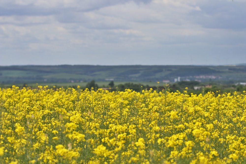 Rapsfeld, Brassica napus