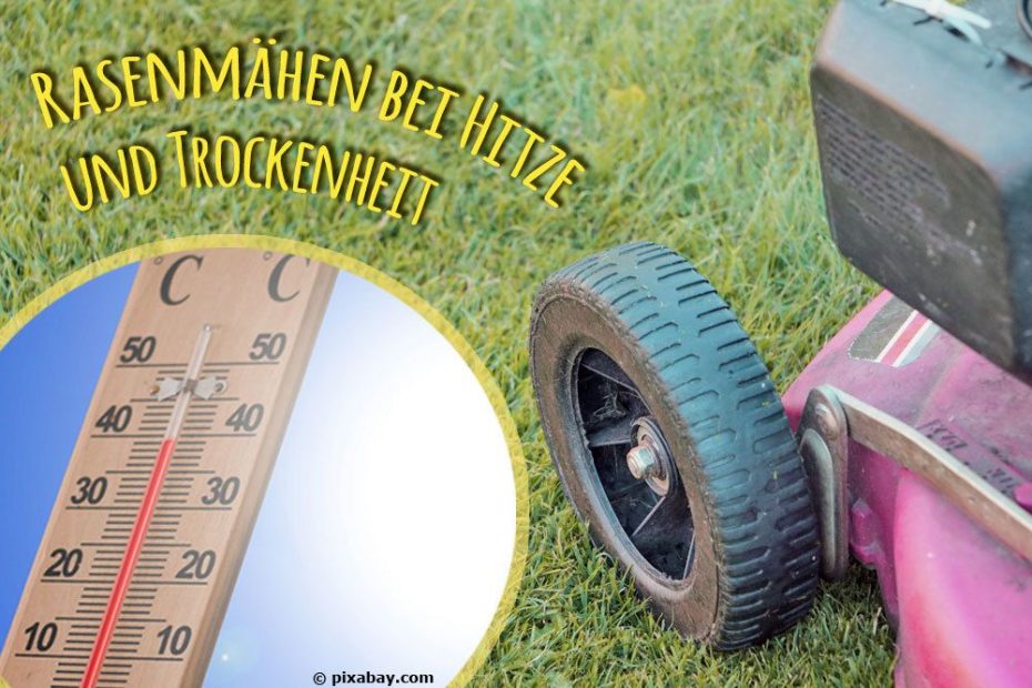 Rasenmähen bei Hitze und Trockenheit wie macht man es richtig?