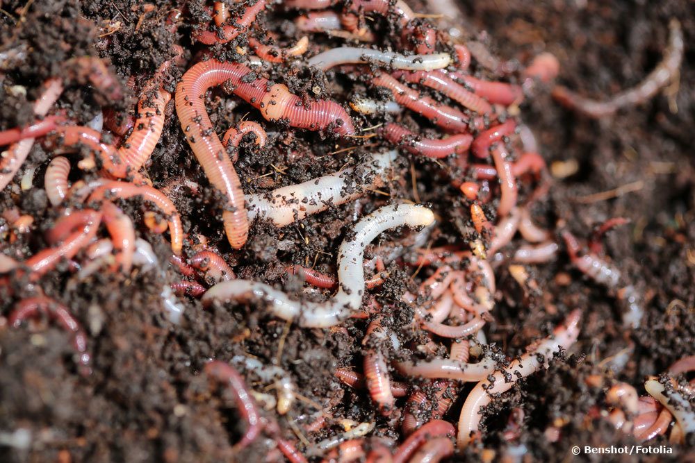 Wrmer in der Blumenerde: was tun? | Hilfe fr Zimmerpflanzen