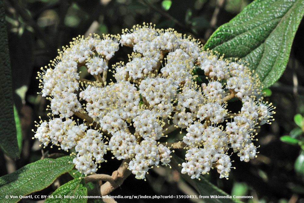 Runzelblättriger Schneeball, Viburnum rhytidophyllum)