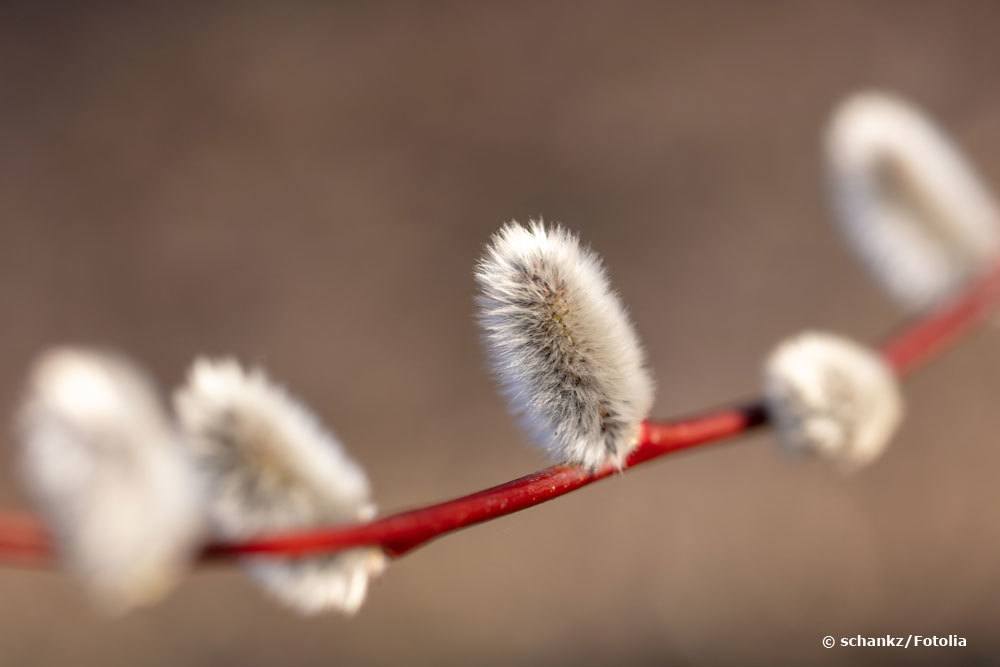 Salix - Weide