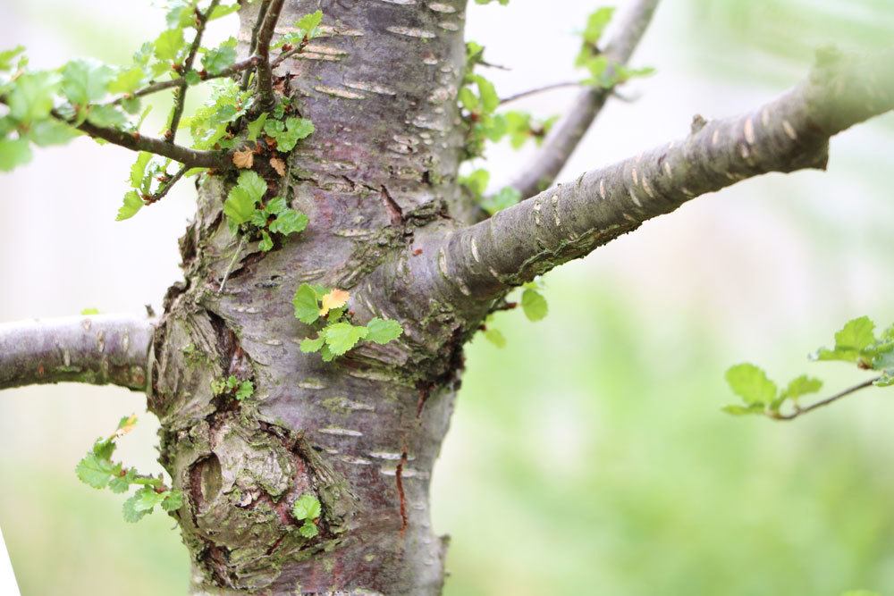 Scheinbuche, Nothofagus