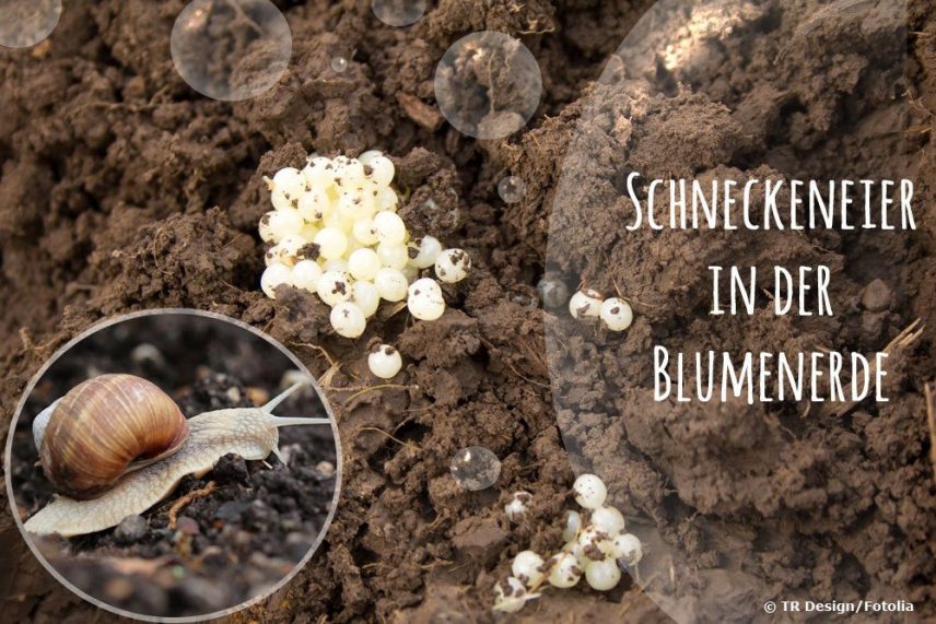 Kleine Weiße Krabbeltiere In Der Blumenerde Kleine Krabbeltiere in der Blumenerde: Milben & Co