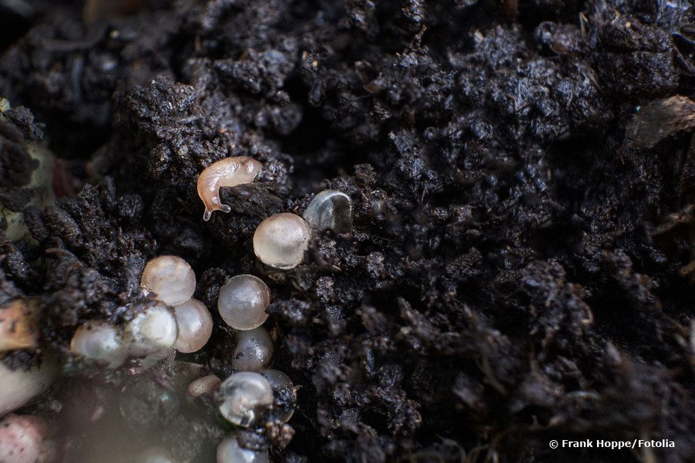 Schneckeneier in der Erde mit kleiner Schnecke