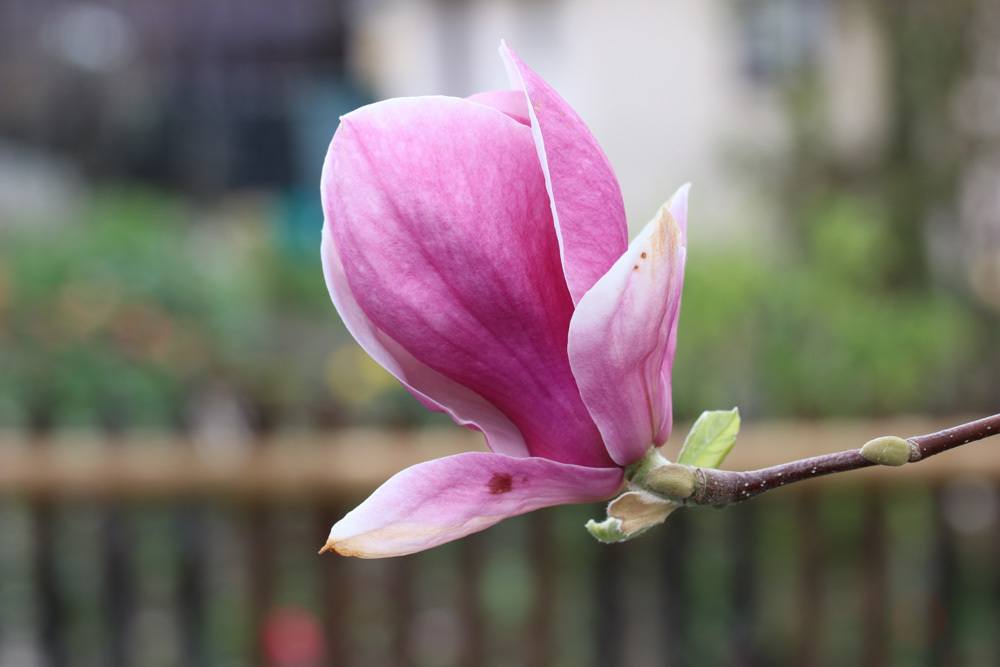 Tulpen-Magnolie Magnolia soulangiana