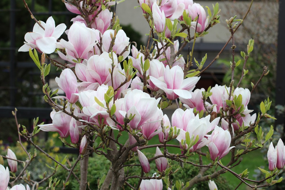 Tulpen-Magnolie Magnolia soulangiana