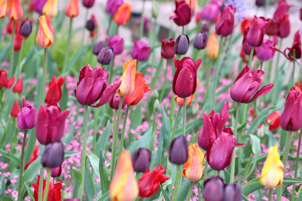 Tulpen, Tulipa