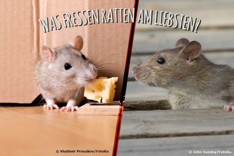 Was fressen Ratten am liebsten