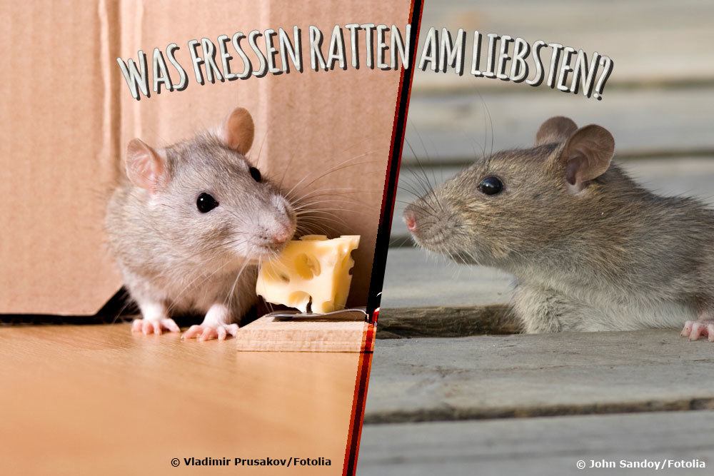 Was fressen Ratten am liebsten