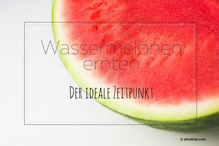 Wassermelonen ernten