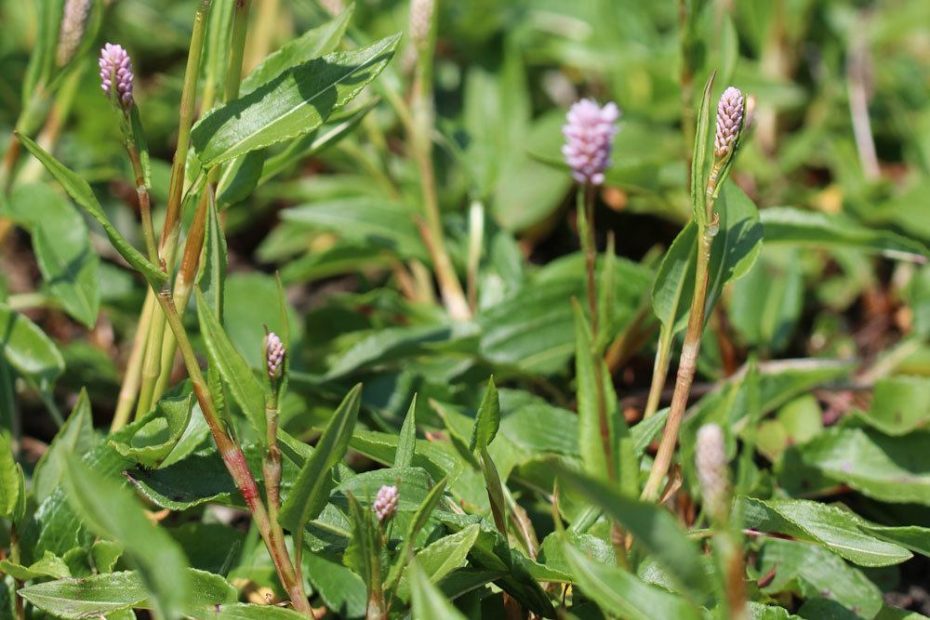 14 winterharte Teichpflanzen 7 Arten, die gegen Algen helfen