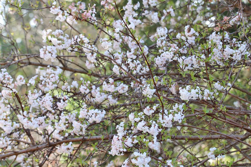 Winter-Duftschneeball, Viburnum farreri, weißblühender Strauch