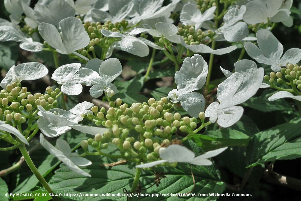 Wohlriechender Schneeball, Viburnum odoratissimum