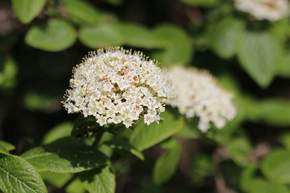 Wolliger Schneeball, Viburnum lantana