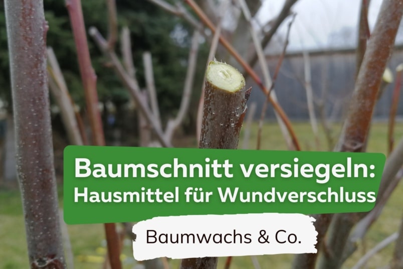 Baumschnitt versiegeln