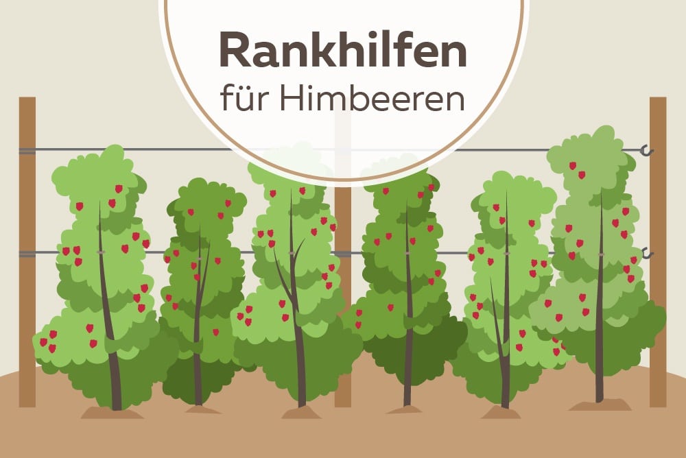 Rankhilfen für Himbeeren