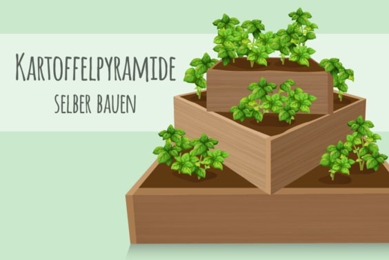 Kartoffelpyramide selber bauen