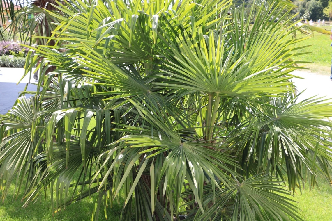 Chinesische Hanfpalme (Trachycarpus fortunei)