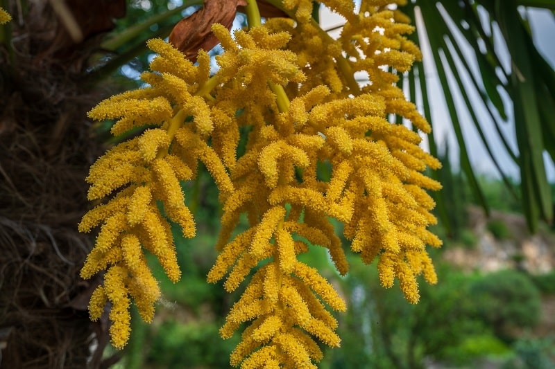 Blüten der Chinesischen Hanfpalme