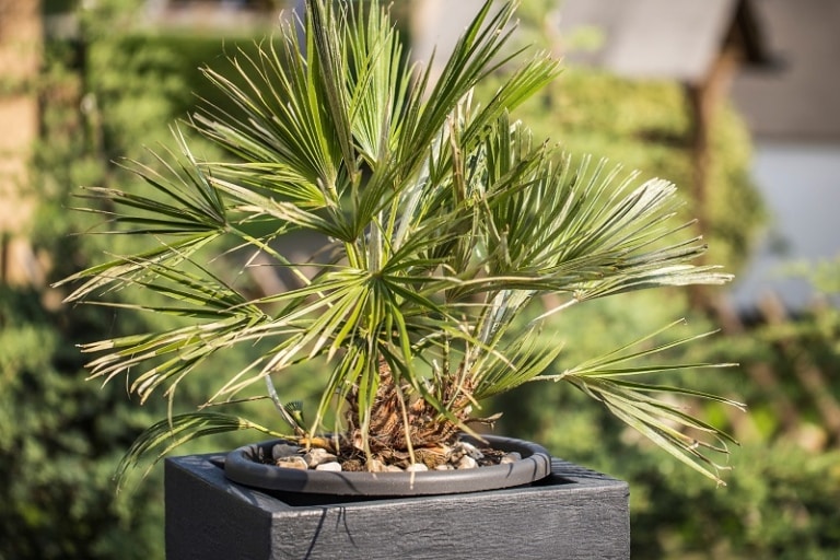 Hanfpalme, Trachycarpus fortunei Pflege von AZ