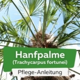 Chinesische Hanfpalme (Trachycarpus fortunei)