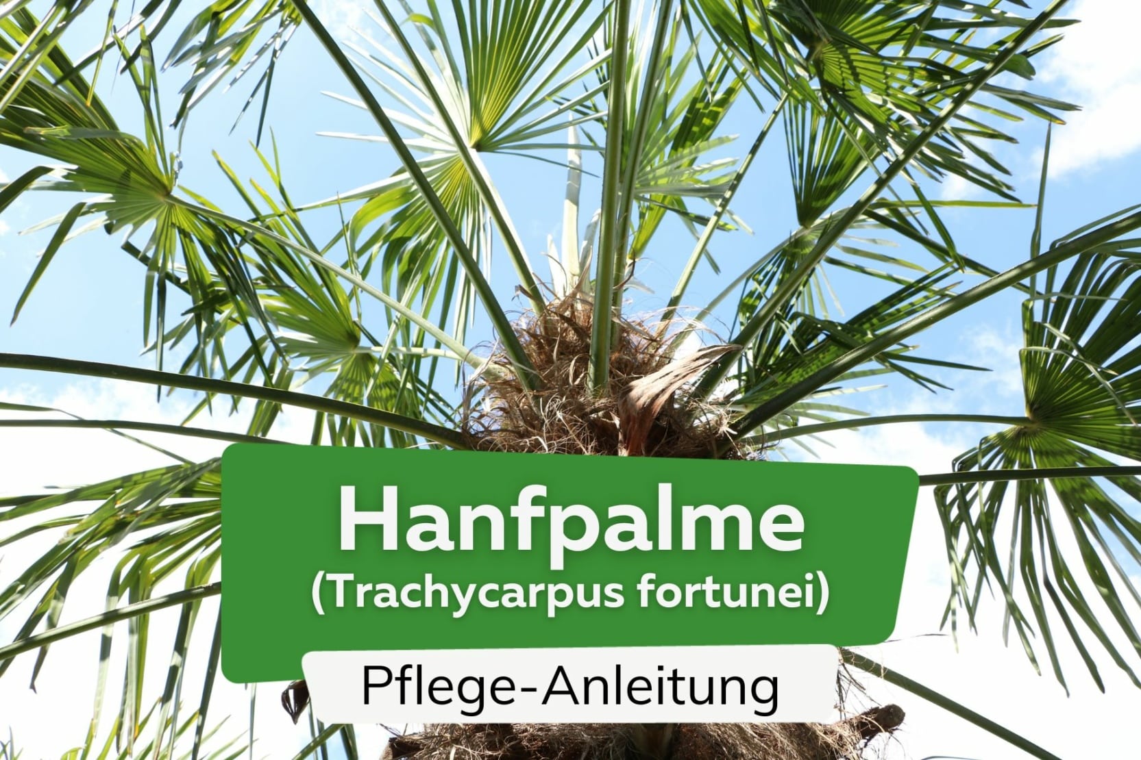 Hanfpalme, Trachycarpus fortunei Pflege von AZ