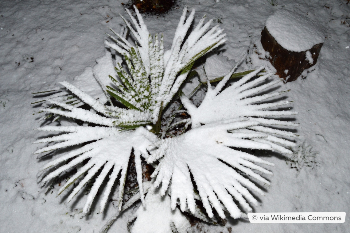 Chinesische Hanfpalme im Schnee