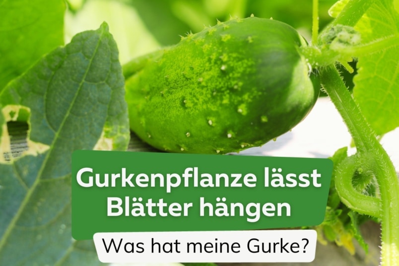 Gurkenpflanze lässt Blätter hängen