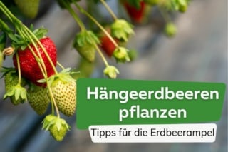 Hngeerdbeeren pflanzen | Pflege und berwintern in der Erdbeerampel