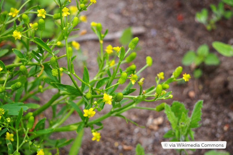 Hahnenfuß (Ranunculus sceleratus)