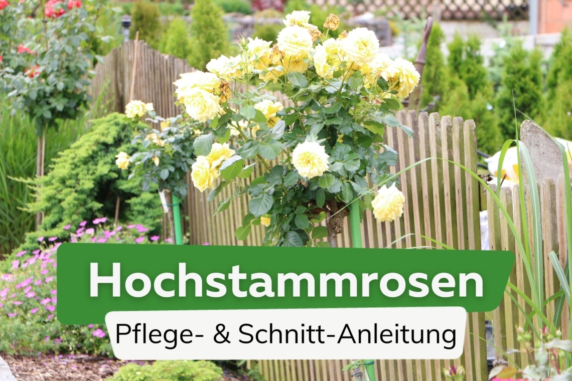 Hochstammrosen