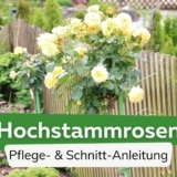 Hochstammrosen