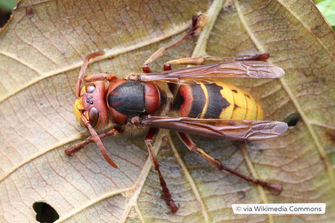 Hornisse (Vespa crabro)