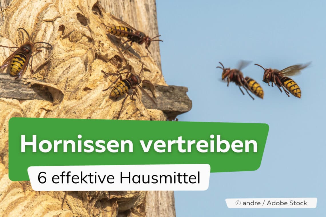 Hornissen vertreiben