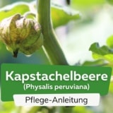 Kapstachelbeere (Physalis peruviana)