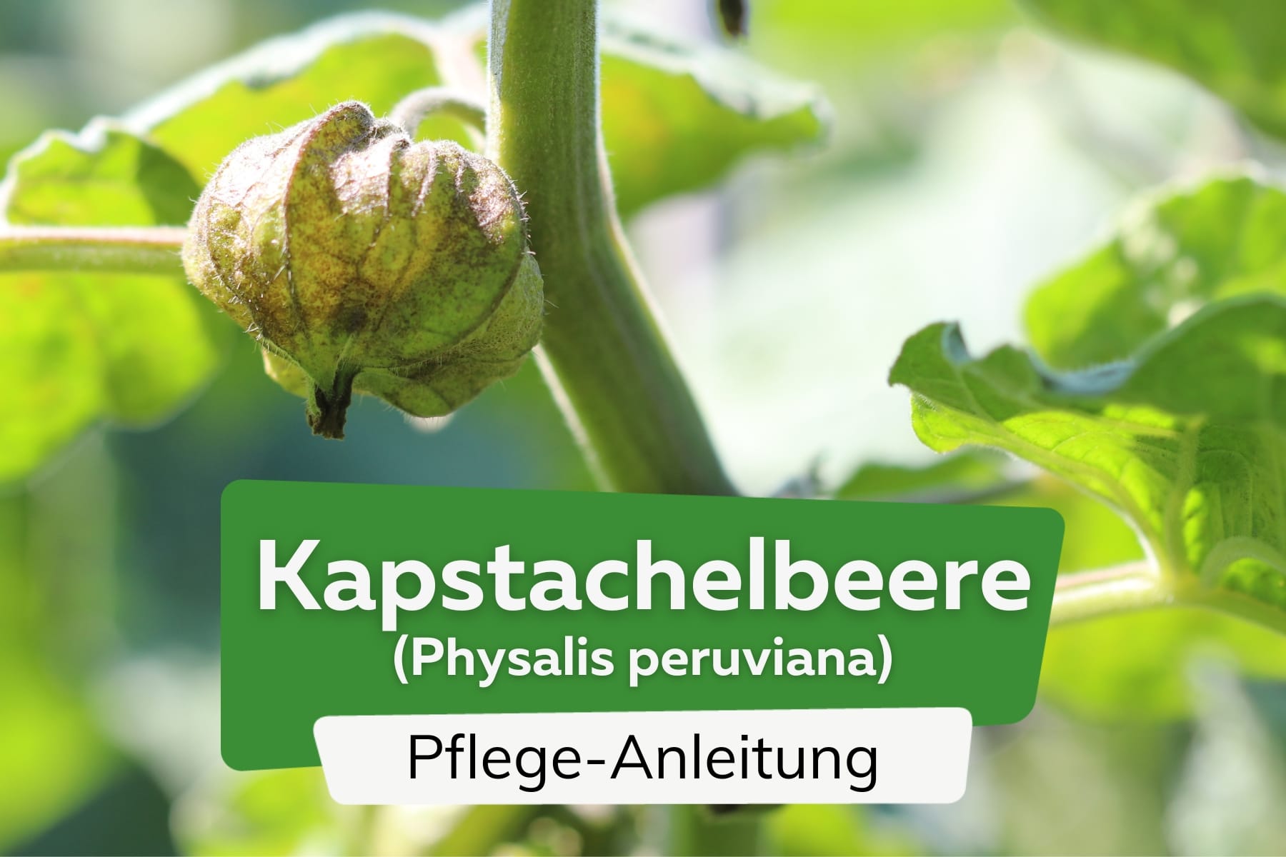 Kapstachelbeere (Physalis peruviana)