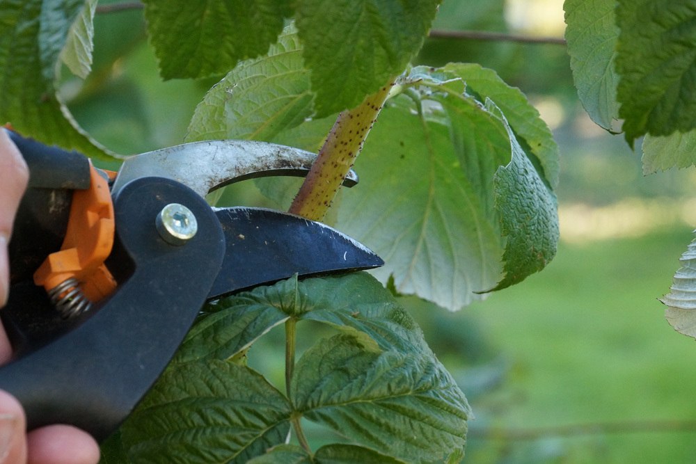 gartenschere schneidet loganbeere