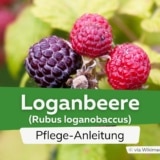 Loganbeere (Rubus loganobaccus)