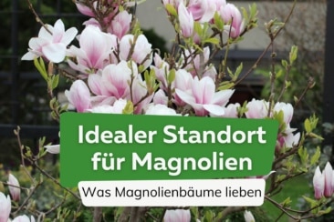 Magnolien Standort