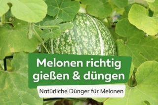 npk dnger was ist das Dennerle Plant Care NPK