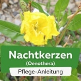 Nachtkerzen (Oenothera)