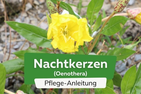 Nachtkerzen (Oenothera)