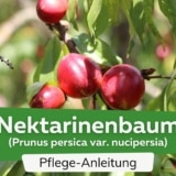 Nektarinenbaum