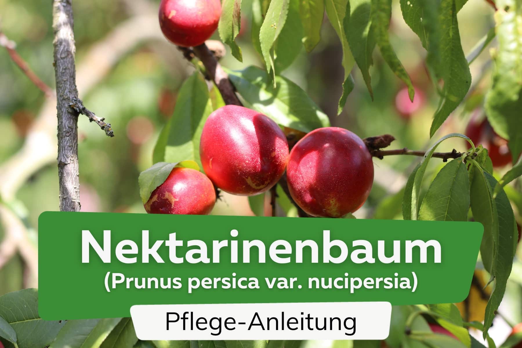 Nektarinenbaum